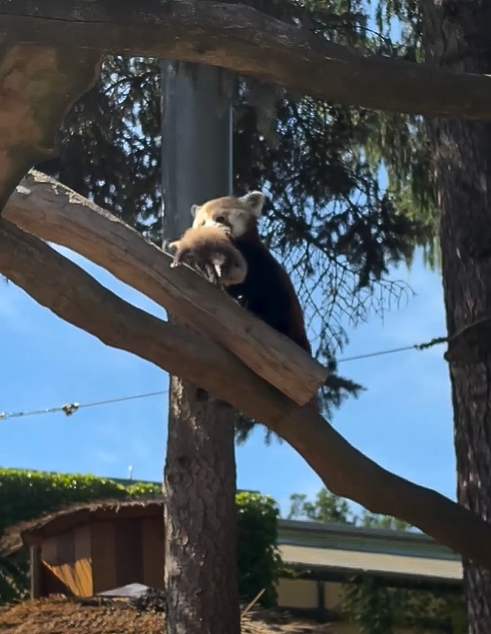 Panda červená přivedla na svět dvě mláďata!