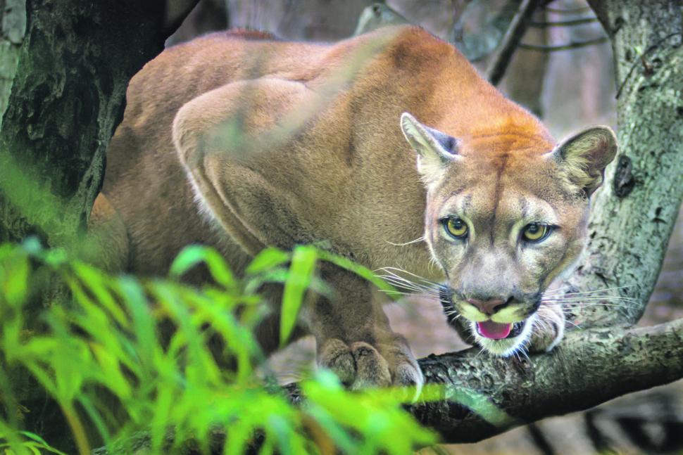 Kam míří puma? Minulý týden byla u Kroměříže