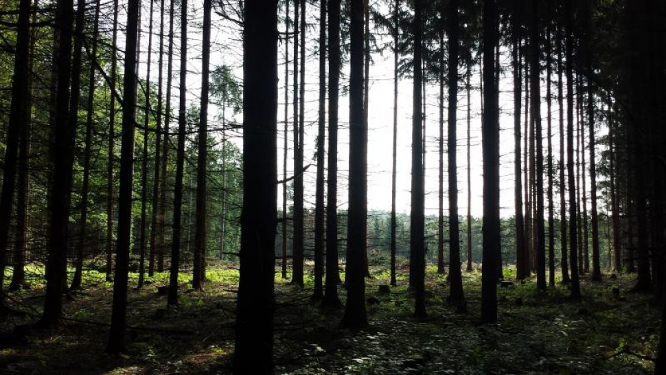 Zvěř na Přerovsku má smůlu, už nebude okusovat mladé stromky